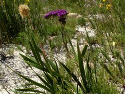 Corymbium africanum after fire